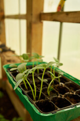 Greenhouse - growing salad || Climate Change