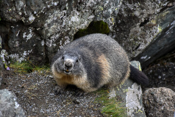 Murmeltier, Murmeltiere, putzig, Munggen, Mankei, Erdhörnchen, Marmota, Alpenmurmeltier, Gebirge,...