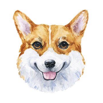 Watercolor corgi on white background. Watercolour dog illustration.