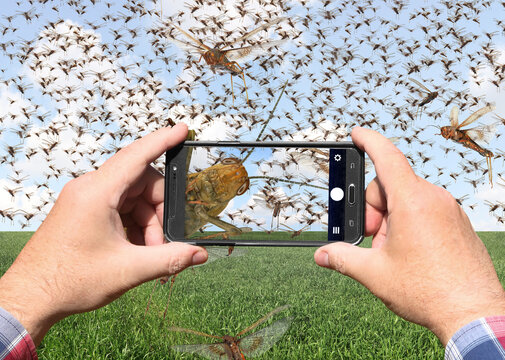 Man hands holds a mobile phone and taking pictures of a swarm of migratory locusts (Locusta migratoria). People use smartphone to take photo 