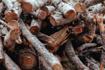 Cut dry tree branches