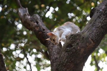 A cute little kitten on the top of the tree in front of the sky