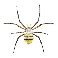 Banded garden spider or banded orb weaving spider, Argiope trifasciata, female, isolated on a white background