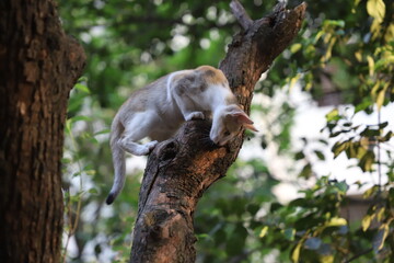Close up portrait of a very cute white and brown kitten climbing on the top of a tree