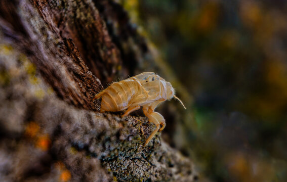 Cris&aacute;lida de cigarra sobre tronco de &aacute;rbol.