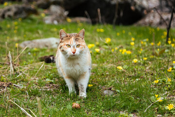 Naklejka na ściany i meble Adorable cat standing on grass full of tiny yellow flowers and looking to someone