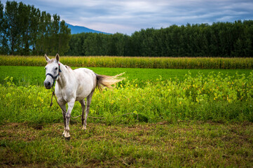 Pferd in der Wiese