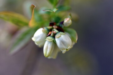 Wei&szlig;e Bl&uuml;ten einer Wald-Heidelbeere