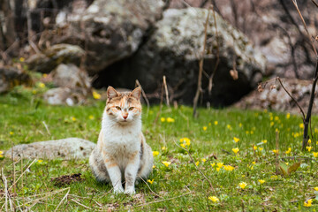 Naklejka na ściany i meble Lovely cat sitting on grass full of tiny yellow flowers in spring next to the stone