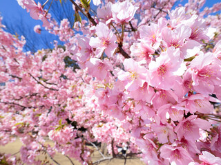 満開のサクラの花