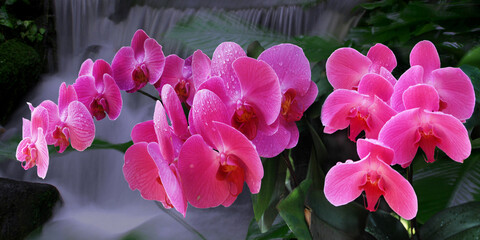 Phalaenopsis oder Schmetterlingsorchidee Hybriden, Pflanze mit vielen Blüten, Panorama