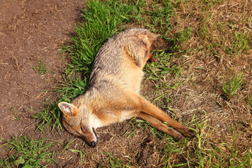 Dead Golden jackal, Canis aureus, lying on the ground in the Hula Valley, Israel