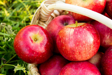 Apples. Fresh apples in a basket. Harvesting. Apples in a basket, illuminated by the sun. Local producers. Farm products. Close-up.