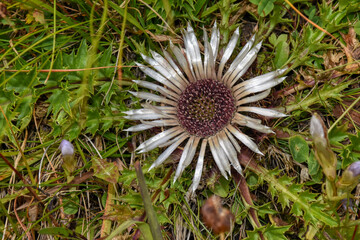 Distel, Dornen, stachelig, spitz, getrocknet, trocken, hart, Blume, Herbst, verblüht, Blüte,...
