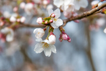 春爛漫　美しく咲いた桜のクローズアップ
