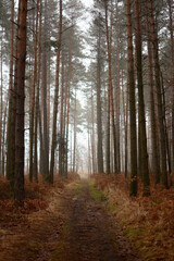 Forest path between trees