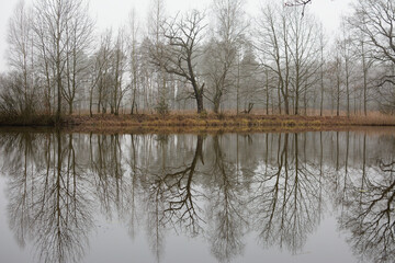 Trees reflected in a calm lake