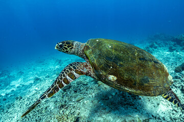 Obraz premium turtle swimming in the sea At the Surin Islands National Park in the south of Thailand.