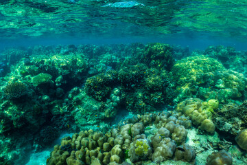 Fototapeta na wymiar underwater scene with coral reef and fish,Surin Islands,Thailand.