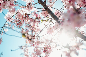 cherry blossom against the sun