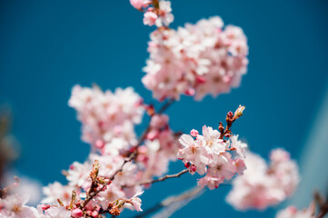 cherry blossom against blue sky