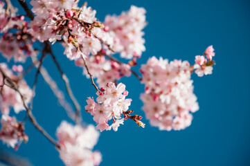 cherry blossom against blue sky