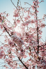 cherry blossom against the sun with sunstar