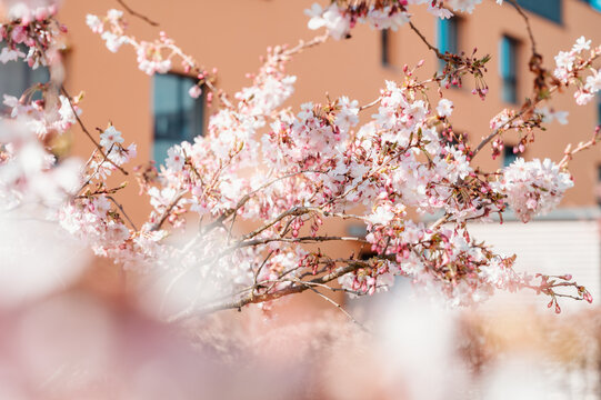 cherry blossom with bokee