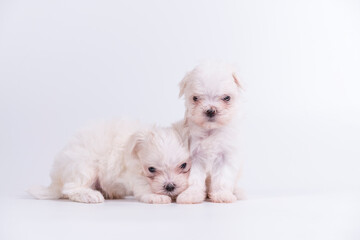 Two white maltese puppies are sitting on a white background.