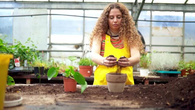 Young blonde adult woman with curly hair and a yellow apron transposing a plant ( Monstera adansonii little) into a new pot