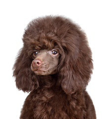 Puppy of chocolate toy poodle