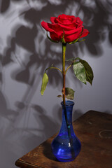 Rose flower. Red rose in a blue vase.