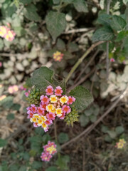 Lantana Flower | Multi color flower 