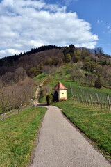 Fototapeta na wymiar Wanderweg in den Weinbergen in Gengenbach