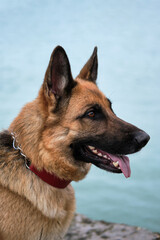 German shepherd on the beach. Portrait of shepherd dog in profile in beautiful red leather collar on blue background of the sea.