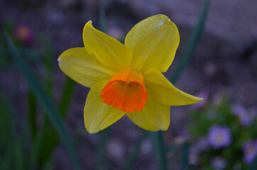 Fototapeta premium Macro Photo of yellow flowers narcissus. Background Daffodil narcissus with green leaves.