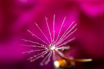 macro of a dandelion seed with water drops in front of a pink background