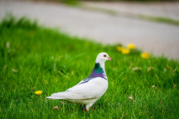 White pigeon in the grass