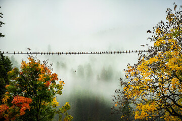 Birds sit on a wire during fogs in the early autumn morning against the background of the forest