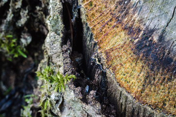 MOSS ON OLD STUMP - The spring birth of plants in the forest