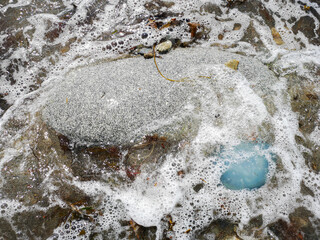 Blue jellyfish (Cyanea lamarckii) washed ashore on pebbles beach. Often seen around the UK coastline in summer. They are attracted inshore by blooms of plankton that provide a plentiful supply of food