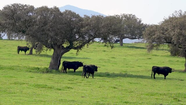 Typical Dehesa Extreme&ntilde;a in Badajoz, Spain with fighting bulls enjoying the good free range life