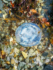 Obraz na płótnie Canvas Blue jellyfish (Cyanea lamarckii) washed ashore on pebbles beach. Often seen around the UK coastline in summer. They are attracted inshore by blooms of plankton that provide a plentiful supply of food