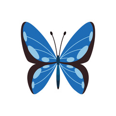 Exotic color butterfly. Hand drawn moth wings or insect. Cartoon tropical animal. Isolated vector icon