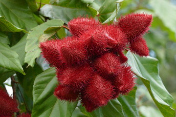 Red fruits of an Urucum tree (bixa orellana, bixaceae family), native to tropical South America, which can reach heights of up to six meters. Brazilian rainforest near Manaus, Brazil.