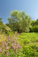 Rheinhessen Landscape || Wanderlust