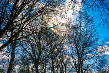 Canopy of deciduous trees below grey white cumulus clouds in a blue sky in bright sunlight in spring, Almere, Flevoland, The Netherlands, April 13, 2021