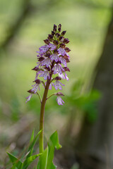 Lady orchid Orchis purpurea flowering protected plants, beutiful purple white flowers in bloom on tall stem also with buds