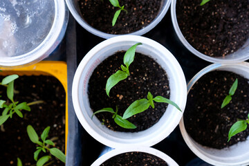 Pepper seedlings in round plastic containers. View from above