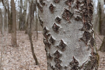 Birch bark close up, white tree texture